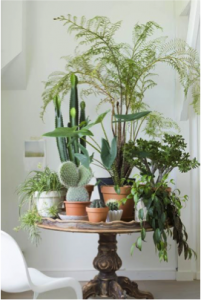 Een tafel vol met planten