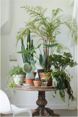 Een tafel vol met planten