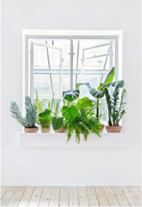 vensterbank vol met groene planten