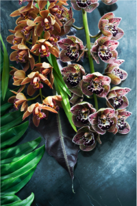Prachtige orchidee bloemen