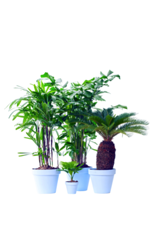Exclusieve palmen woonplant februari 2017 los