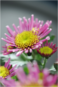 Close-up van roze bloem